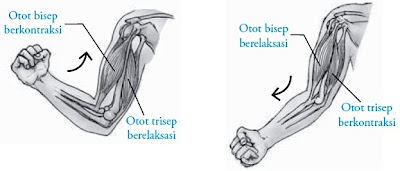 Sebuah otot bisa menarik atau berkontraksi dengan berpengaruh Pintar Pelajaran Sifat Gerak Otot Manusia