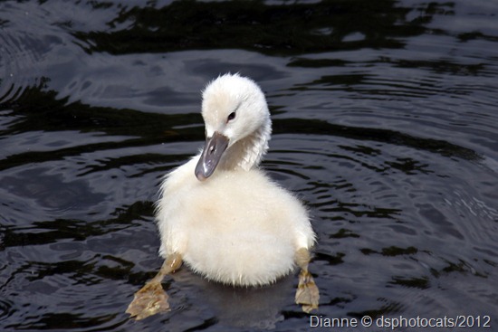 IMG_4697_1 Young Cygnet