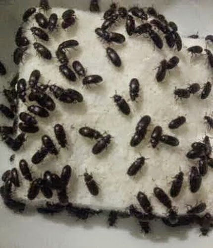 Manfaat Semut Jepang dan cara ternaknya
