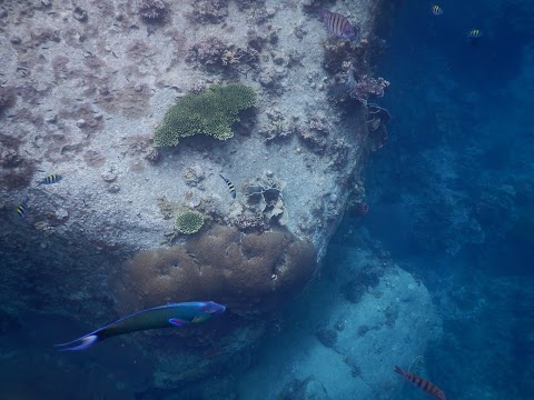 Snorkeling na Ko Tao