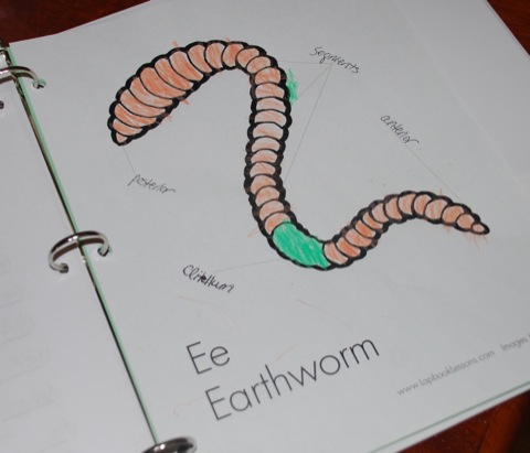 Earthworm Diagram Labeled. We then labeled this diagram