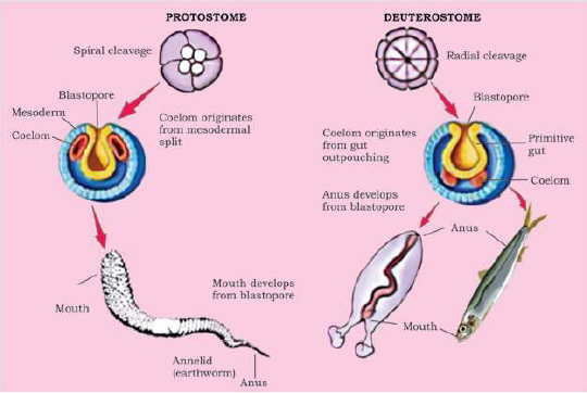 FSc Biology Part 1 XI 11th Chapter 10 Kingdom Animalia Notes Long Questions fscnotes0