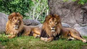 India COVID-19 crisis:  eight lions test positive in Hyderabad india zoo