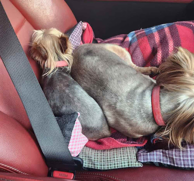 Two Yorkie girls sleeping  in a seat in the car