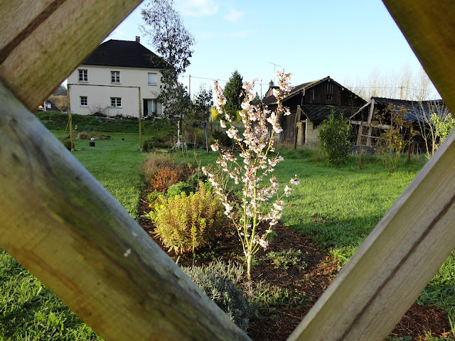 cerisier à fleur printemps