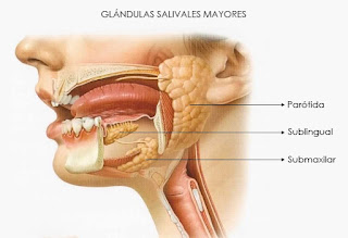 Organ-organ yang berperan dalam proses pencernaan pada manusia