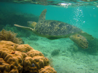 Green Turtle