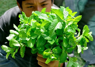 cara menanam daun mint,ciri-ciri daun mint,cara mendapatkan daun mint,cara mengolah daun mint untuk obat,cara mengolah daun mint untuk kecantikan,cara membuat masker daun mint,