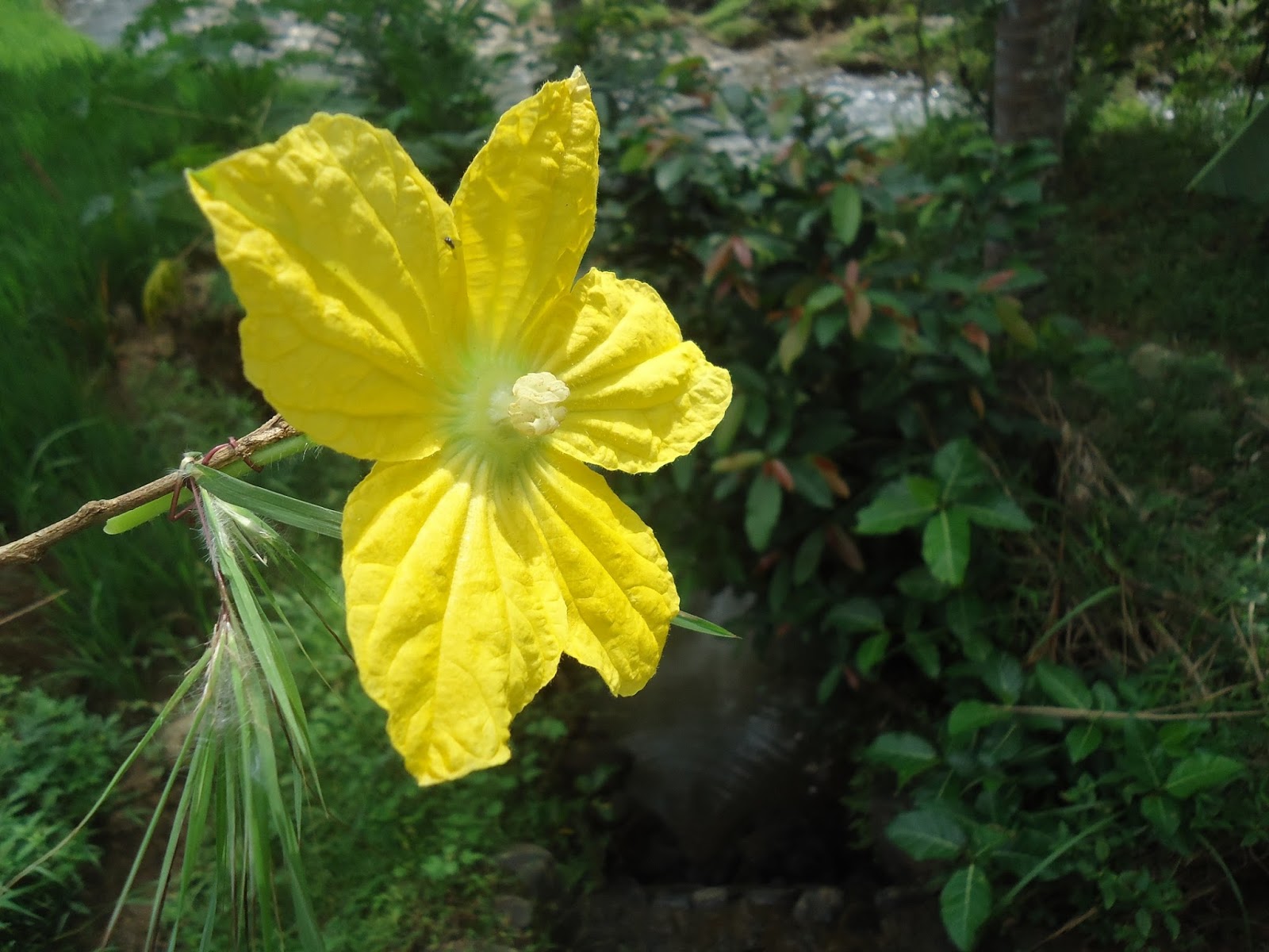 Bunga Labu Kuning di Bukit Menoreh Rumah Daun Muda