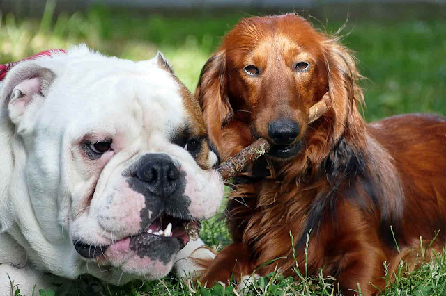 Best dog breeds