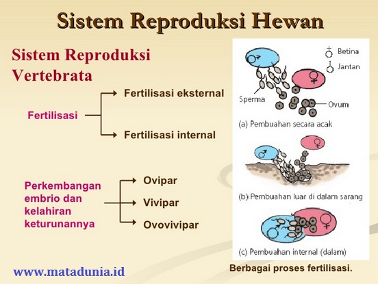 Ide Istimewa Cara Reproduksi Apakah Yang Dilakukan Oleh Hewan Vertebrata