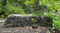 Philodendron creeping on stones - Waimea Valley, Oahu, HI