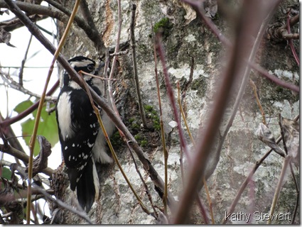 Downy Woodpecker