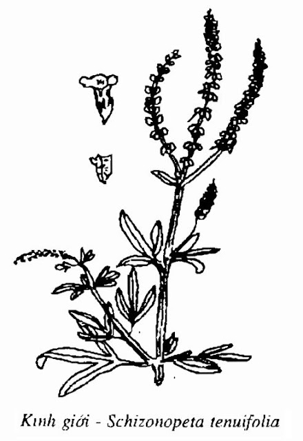Hình vẽ Kinh Giới - Schizonepeta tenuifolia - Nguyên liệu làm thuốc Chữa Cảm Sốt