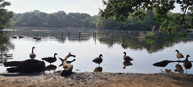 A peaceful scene at Connaught Water, Eping Forest, with ducks