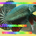 Tips Merawat Ikan Cupang