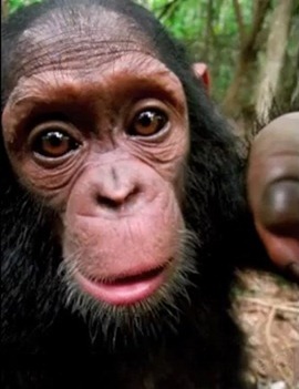 chimp
