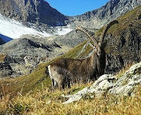 Jungfrau Aletsch