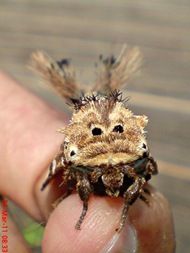 dudusa vethi snellen_lepidoptera_moth_ngengat 10