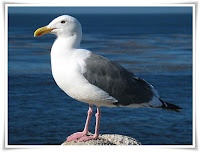 Gull Animal Pictures