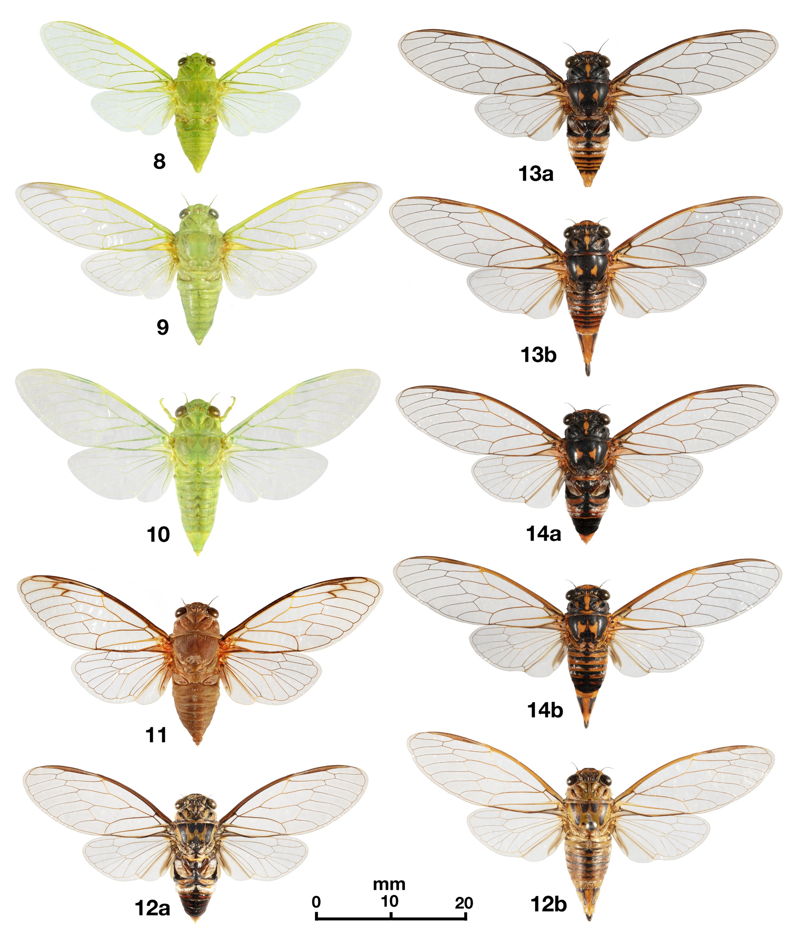 Species New to Science: [Entomology • 2022] Calipsalta brunnea