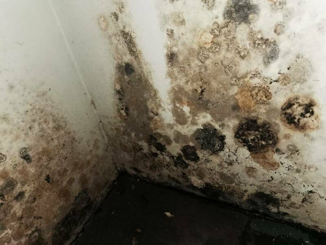 mould-removal-in-melbourne