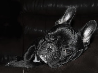 french bulldog puppies pictures