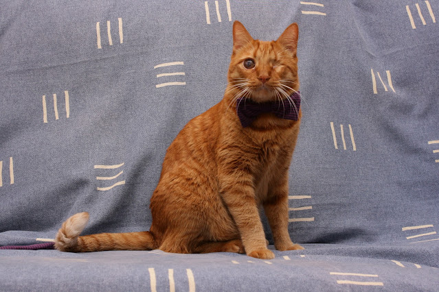 Elmo ConGatos Gato Pajarita