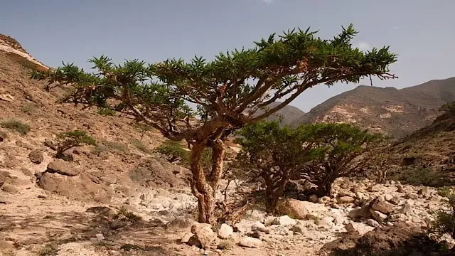 معلومات عن شجرة اللبان