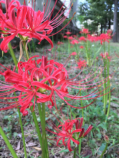 A ground level view of bright red spider lilies