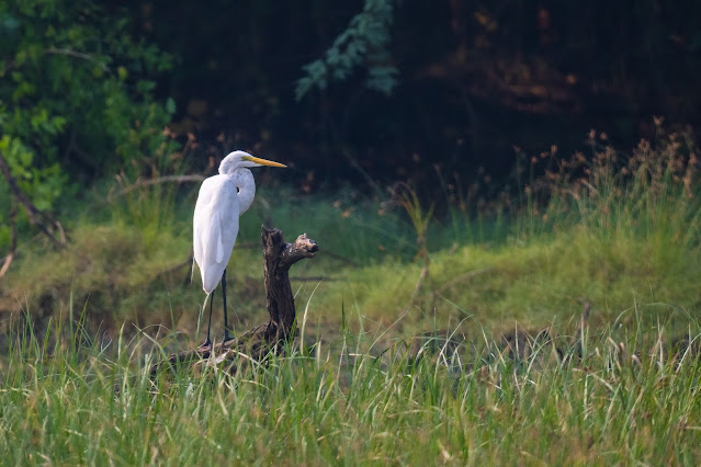 Egret