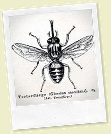 tsetse