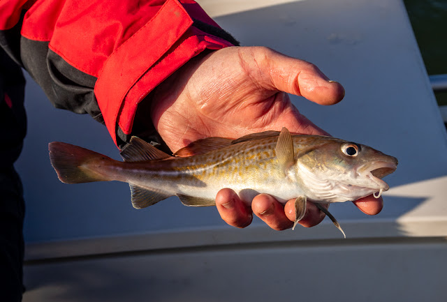 Photo of the small cod Phil caught on this trip