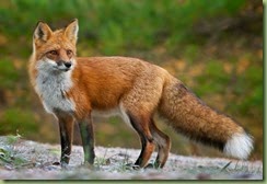 fox