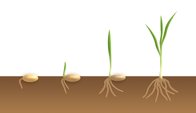 Germination of seed