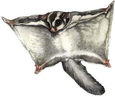 SQUIRREL GLIDER