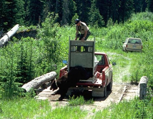 bear-man (1)