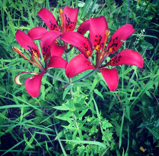 Лилия филадельфийская (Lilium philadelphicum)