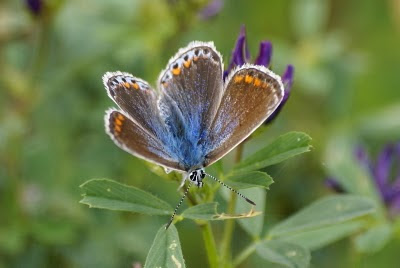 Icarusblauwtje - Ikarusblaujurkje - Polyommatus icarus