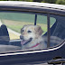 Summer Safety Tips For Dogs in Cars