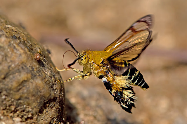 Melittia sangaica a bee mimicking moth