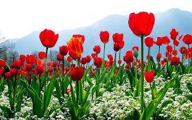Keindahan Warna-Warni Bunga dan Alam Semulajadi