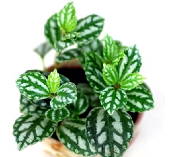 Pilea cadierei, ποικιλοχρωμία, πανασέ, πολυχρωμία, variegation, φύλλωμα