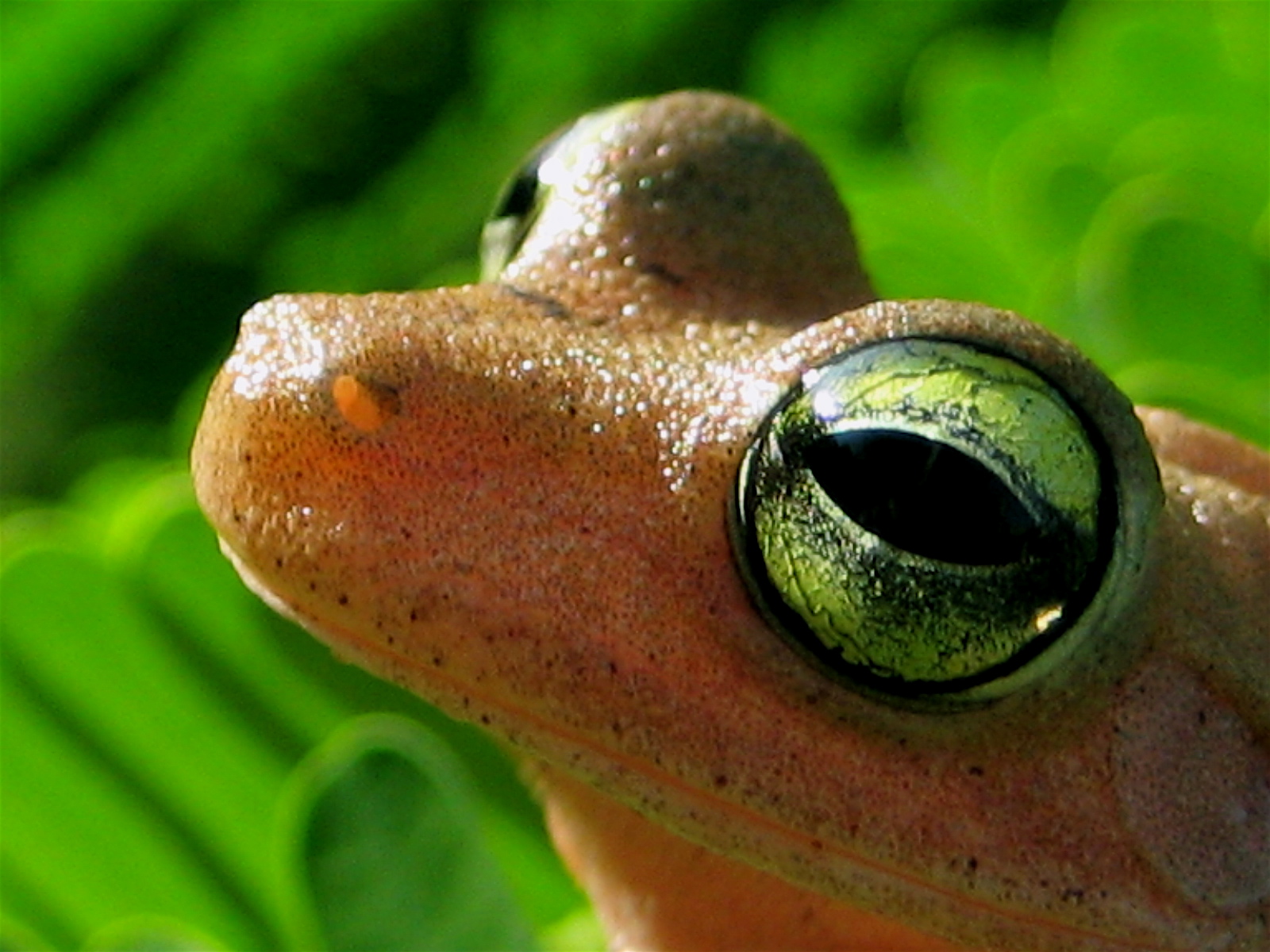 Ojos de animales en HD! - Taringa!