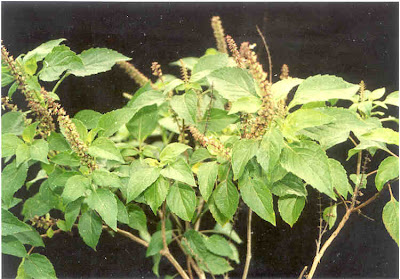 DAUN KEMANGI