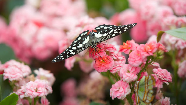 Black Butterfly on Pink Flowers HD Wallpaper