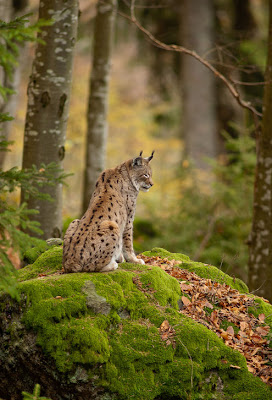 Mamá lince - Mother lynx (Animales en su hábitat natural)