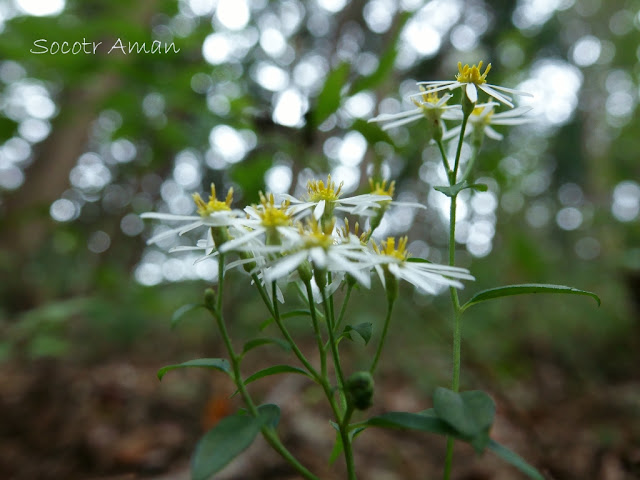 Aster scaber