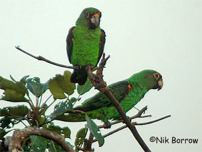 Red fronted parrot