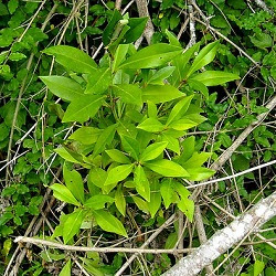 arboles nativos Canelón colorado Myrsine parvula